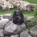 monkey emote