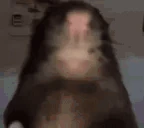 RatStare emote