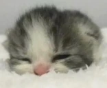 eeping emote
