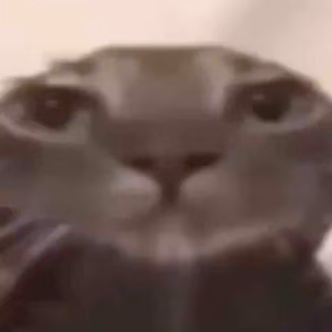 Cat_Bruh emote
