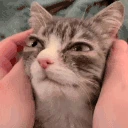 ReZoort emote