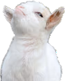 Goat emote