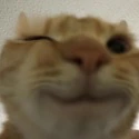 Cat_wink emoji