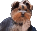 bbRant emote