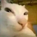 Suscat emote