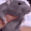 ratdancinglikeahumanwhaaathowisthatevenhappening emote