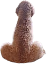 Dog emote
