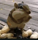 squirrelEating emote