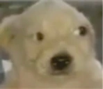 kie emote