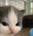 nothehe emote