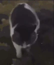 Shmoovin emote