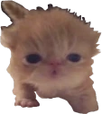 TookANap emote