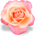 flower_pink_rose emote