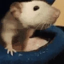 ratKISS emoji
