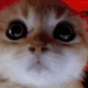 furios emote