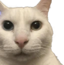 cannyCat emote