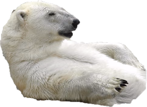 bear emote