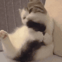 gentlekoklick animated emote