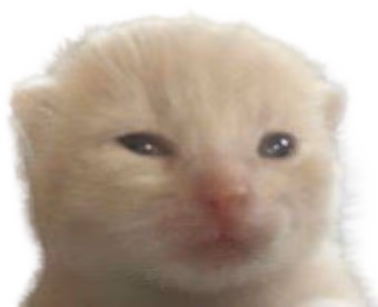 inglorp emote
