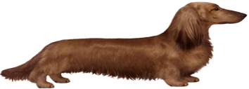 Longdog emote