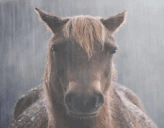 horse emote
