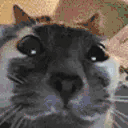 STARE animated emote