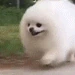 puppy_run emote