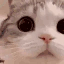 catLook emote
