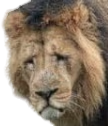 sad_lion emote
