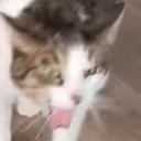cat_gag emote