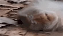 dead emote