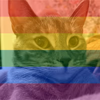 gaysunny emote