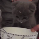 sip emote