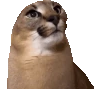 floppa_yes emote