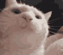 cat_bopping emote