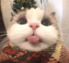 bup emote