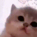 kitty_jamming animated emote