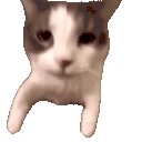 catKISS emote