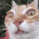 catErm11 emote
