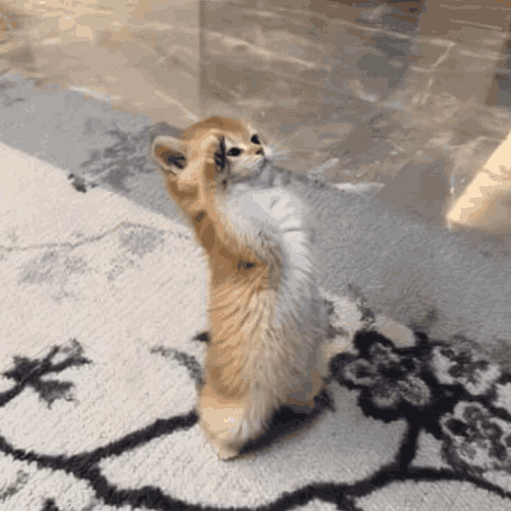 SalutingKitty emote