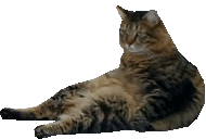 Chompster animated emote