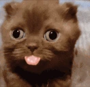 dumbassbitchidiot emote