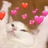catcute emote