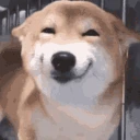 goodboy emote