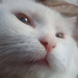 Koki emote