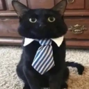 dressedCat emote
