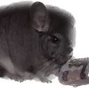 chinchilla_money emote