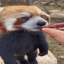 pandaEating emote