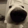 sniff emote