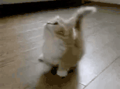 catPls animated emote